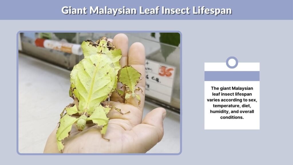 Giant Malaysian Leaf Insect Lifespan