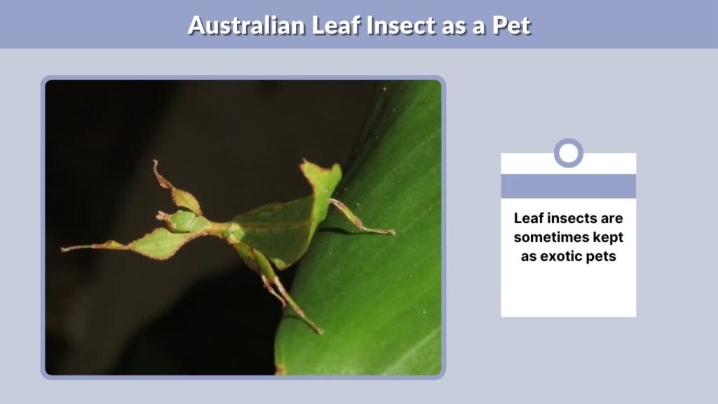 Australian Leaf Insect as a Pet