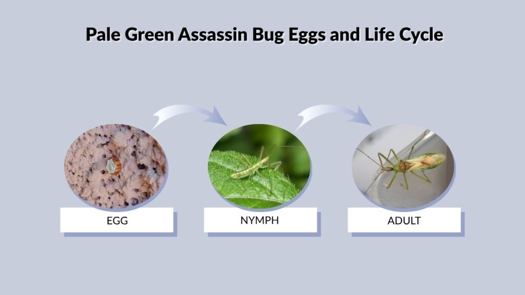 Pale Green Assassin Bug Eggs and Life Cycle