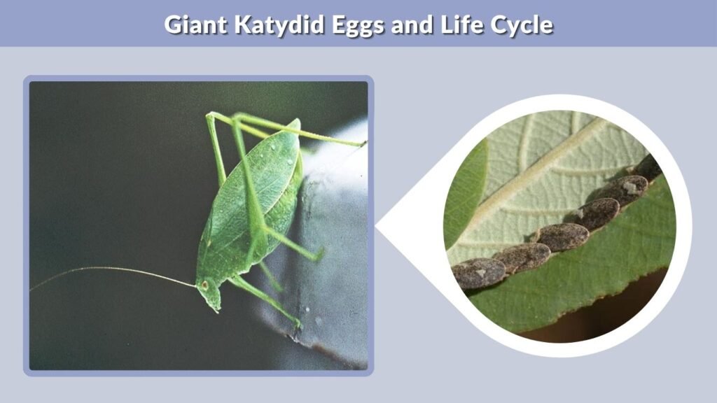 Giant Katydid Eggs and Life Cycle