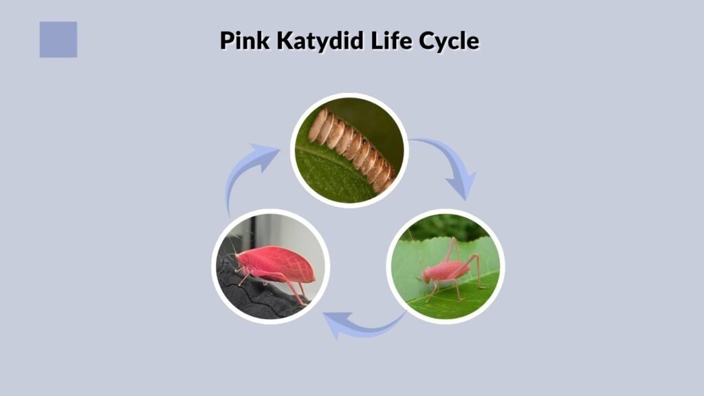 Pink Katydid Life Cycle