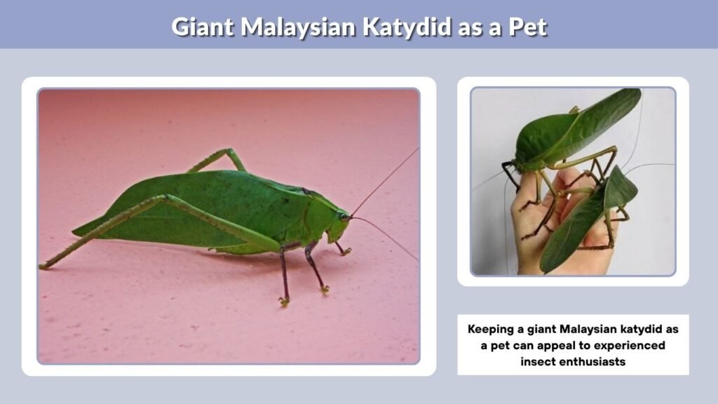 Giant Malaysian Katydid as a Pet