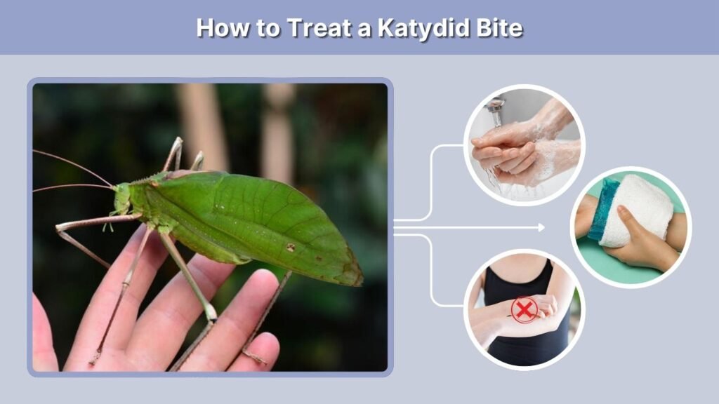 How to Treat a Katydid Bite