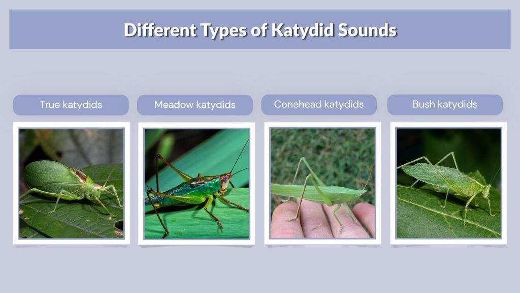 Different Types of Katydid Sounds