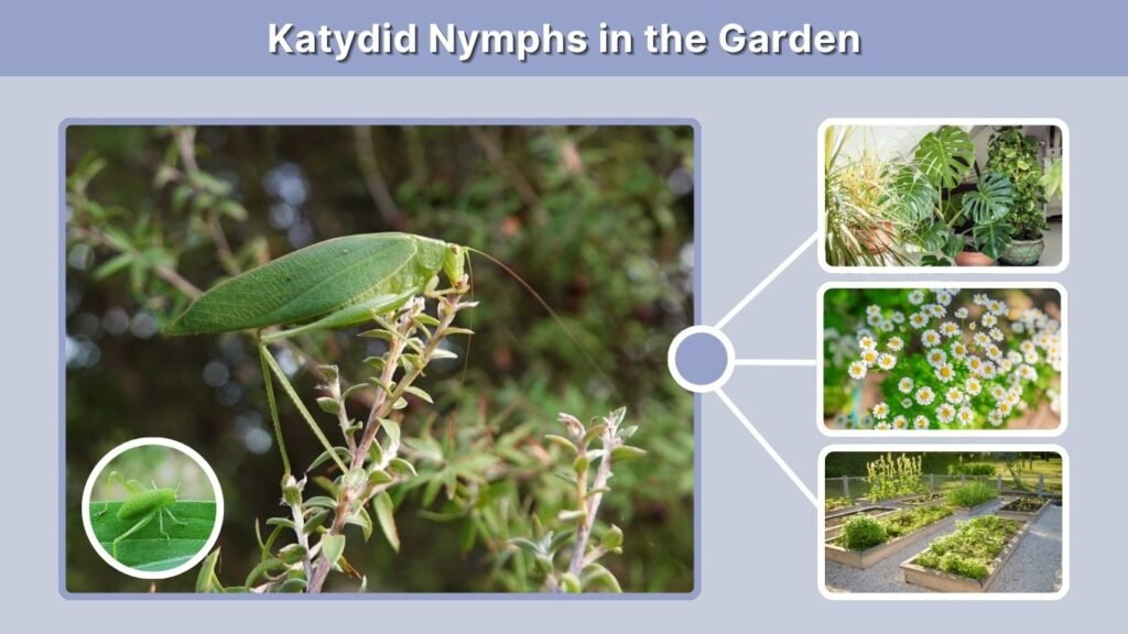 Katydid Nymphs in the Garden