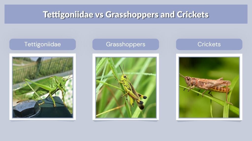 Tettigoniidae vs Grasshoppers and Crickets