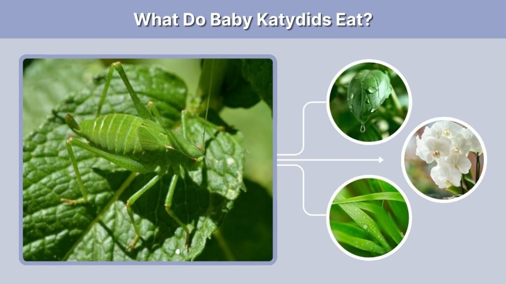 What Do Baby Katydids Eat?