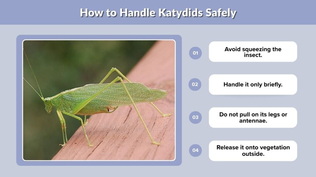 How to Handle Katydids Safely