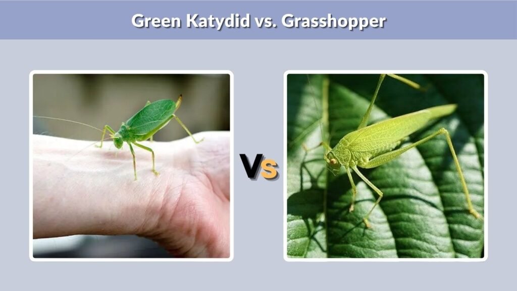 Green Katydid vs. Grasshopper