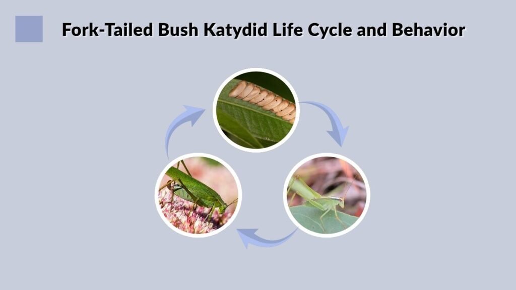 Fork-Tailed Bush Katydid Life Cycle and Behavior