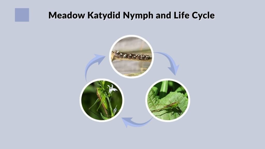 Meadow Katydid Nymph and Life Cycle