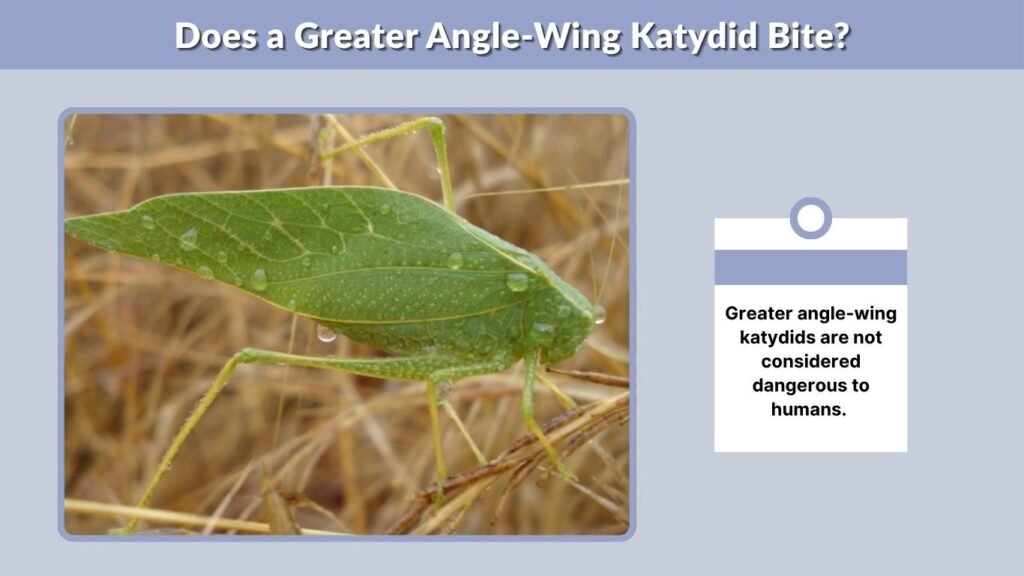 Does a Greater Angle-Wing Katydid Bite?