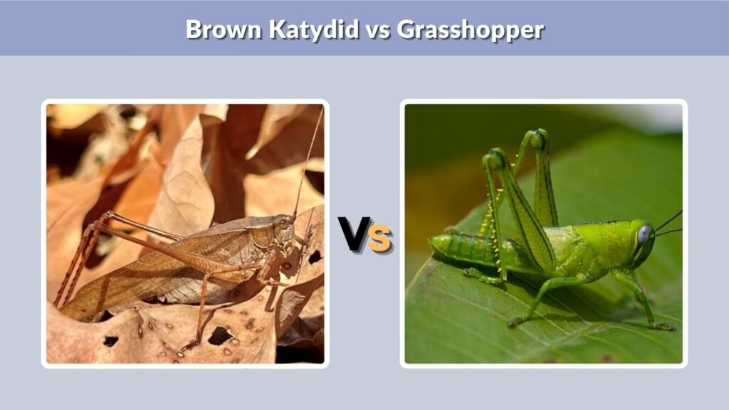 Brown Katydid vs Grasshopper
