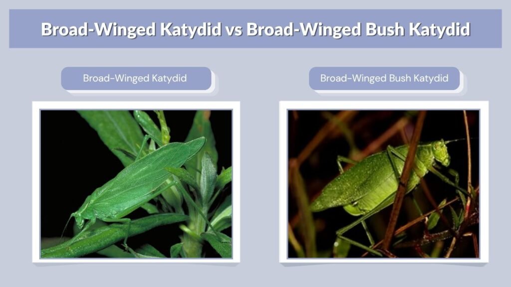 Broad-Winged Katydid vs Broad-Winged Bush Katydid