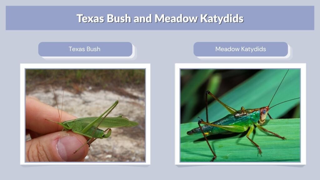 Texas Bush and Meadow Katydids