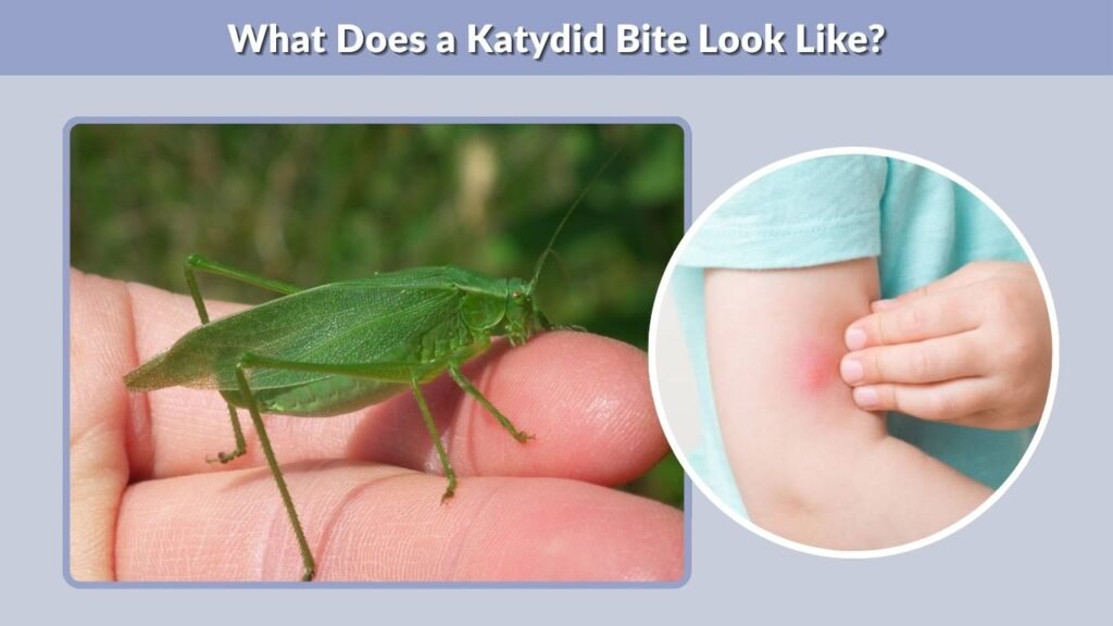 What Does a Katydid Bite Look Like?