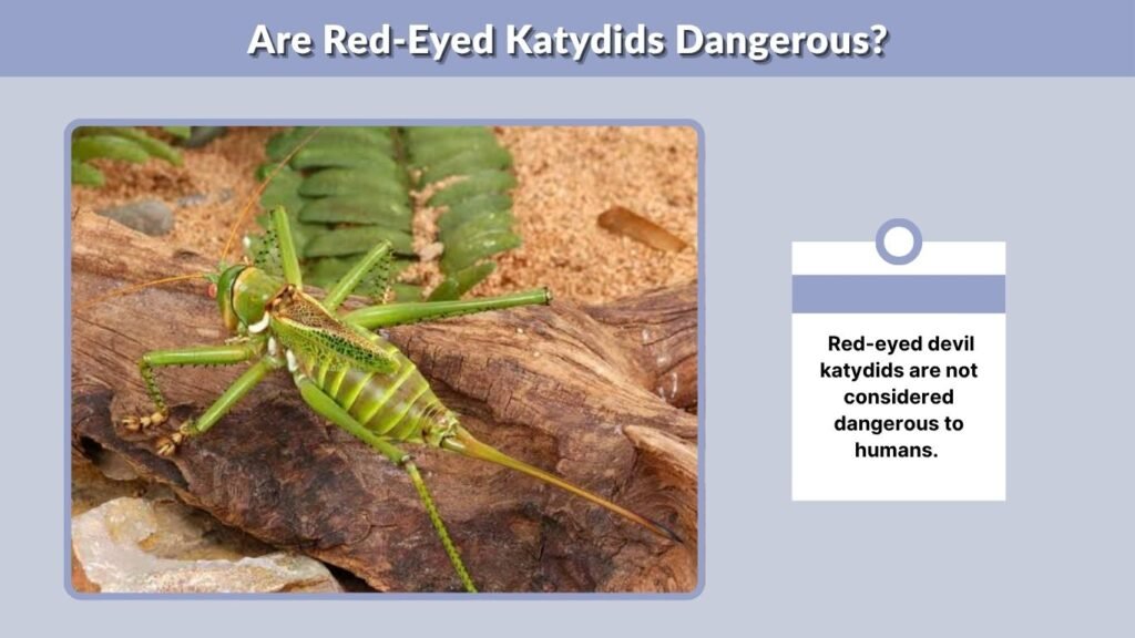 Are Red-Eyed Katydids Dangerous?