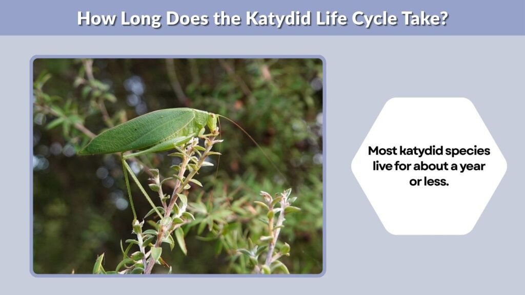 How Long Does the Katydid Life Cycle Take?