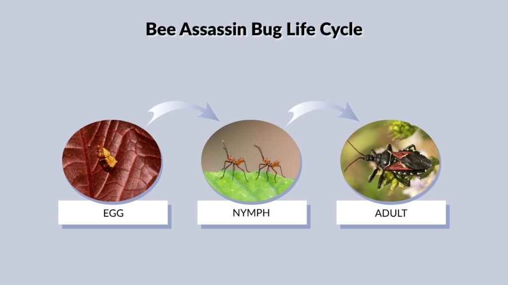 Bee Assassin Bug Life Cycle