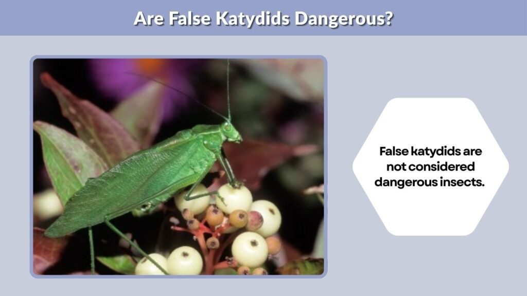 Are False Katydids Dangerous?