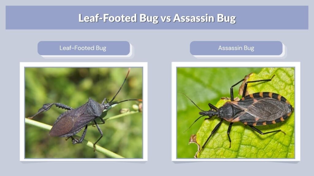 Leaf-Footed Bug vs Assassin Bug