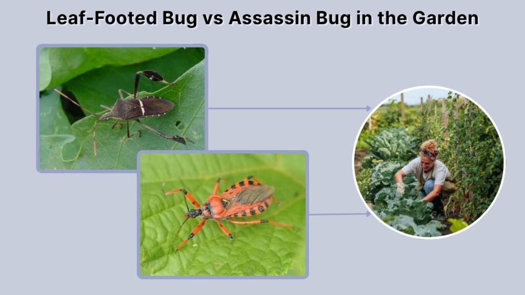 Leaf-Footed Bug vs Assassin Bug in the Garden