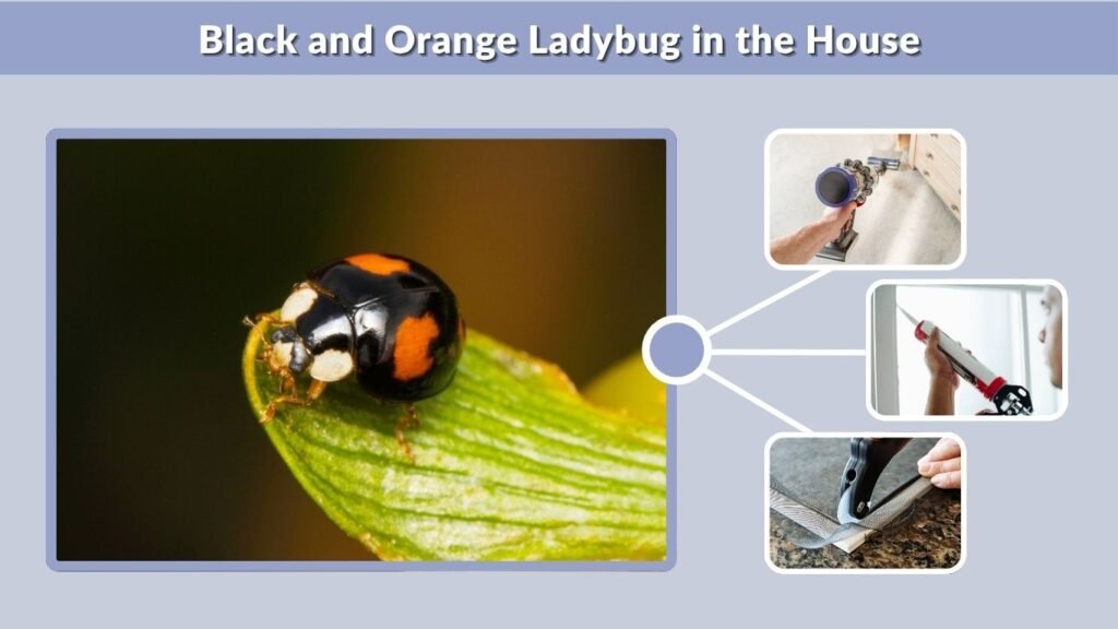 Black and Orange Ladybug in the House