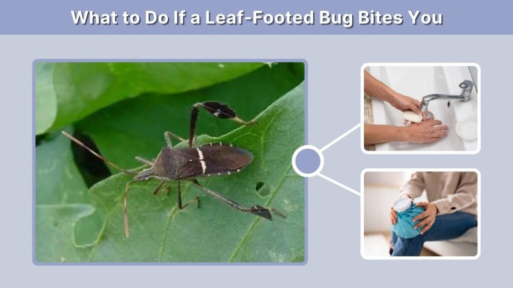 What to Do If a Leaf-Footed Bug Bites You