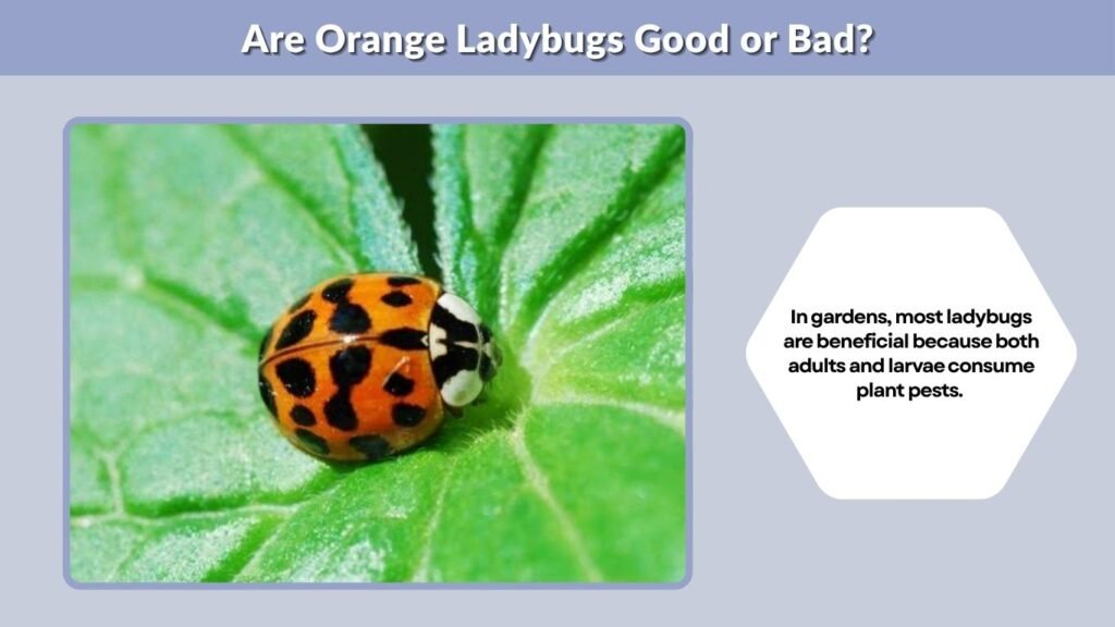 Are Orange Ladybugs Good or Bad?