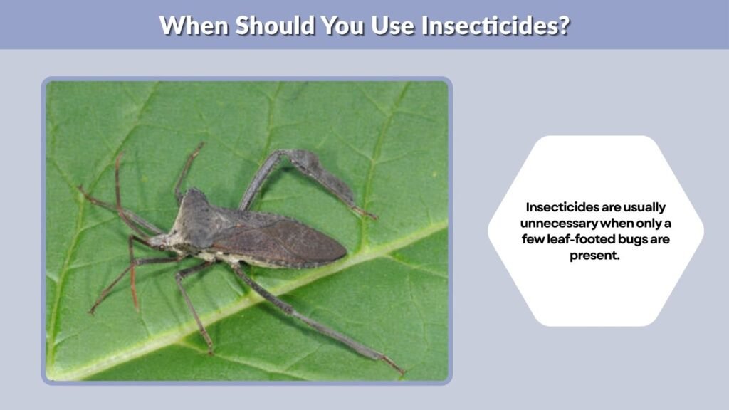 When Should You Use Insecticides?