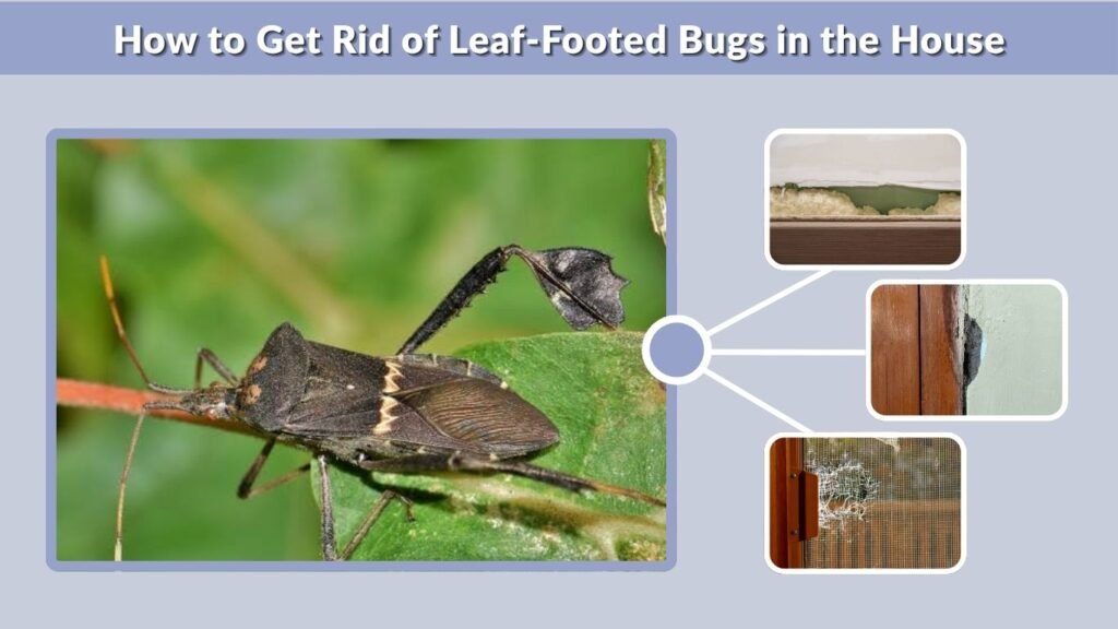 How to Get Rid of Leaf-Footed Bugs in the House