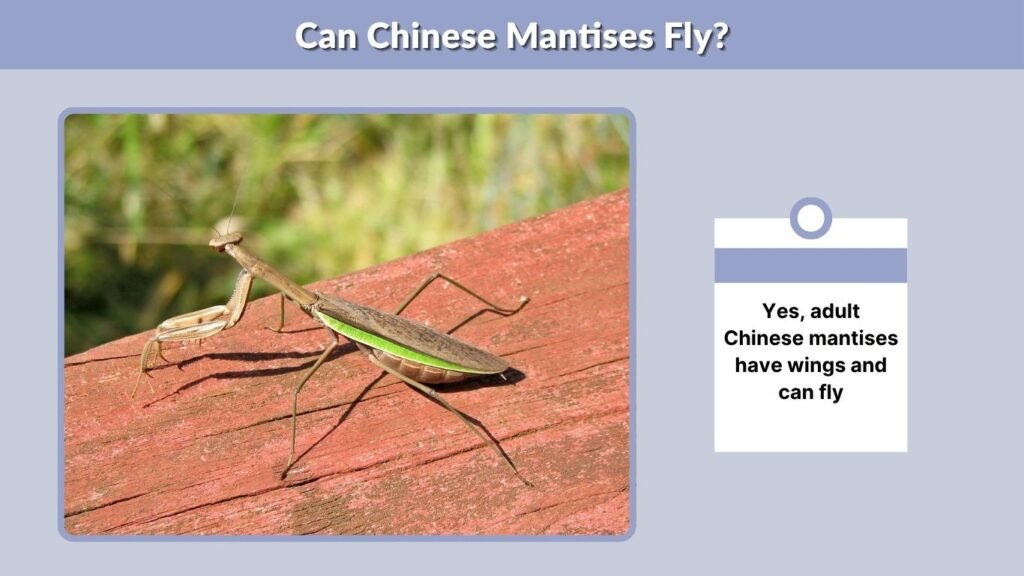 Can Chinese Mantises Fly?