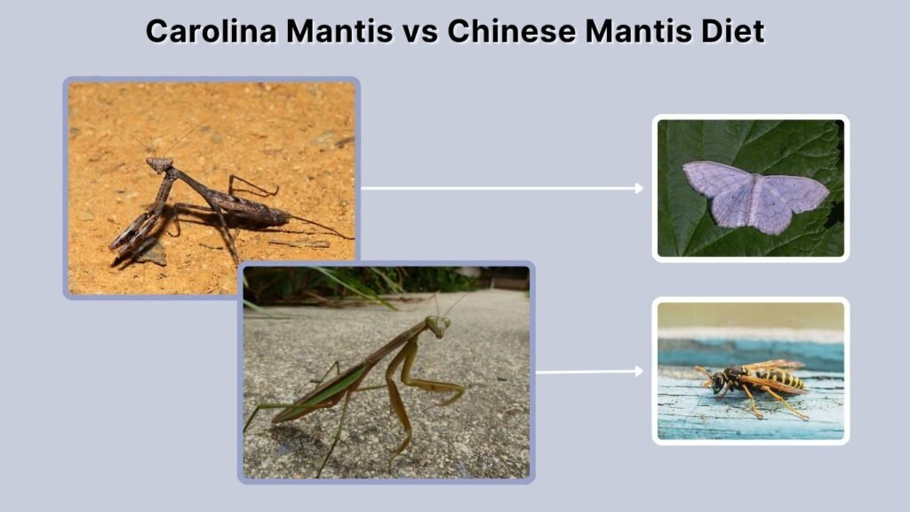 Carolina Mantis vs Chinese Mantis Diet