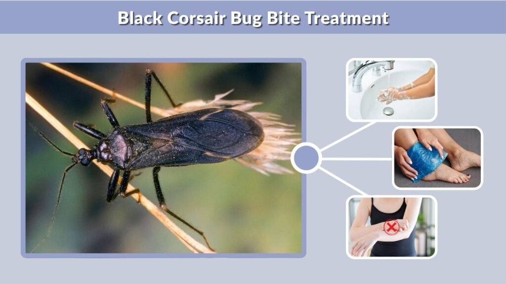 Black Corsair Bug Bite Treatment