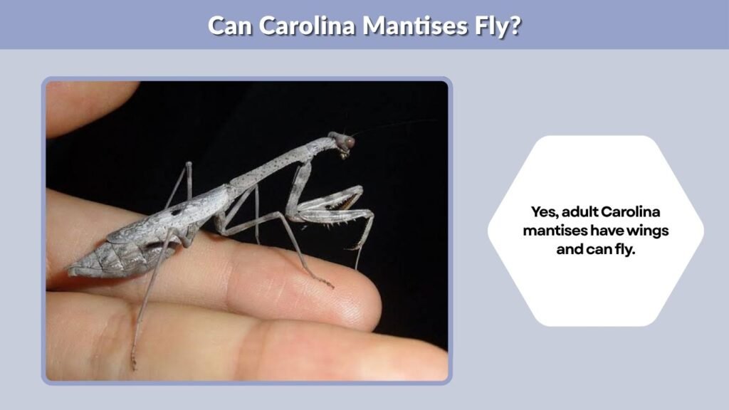 Can Carolina Mantises Fly?
