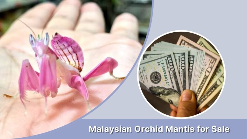 Malaysian Orchid Mantis for Sale