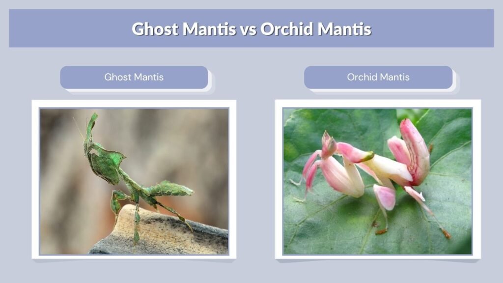 Ghost Mantis vs Orchid Mantis