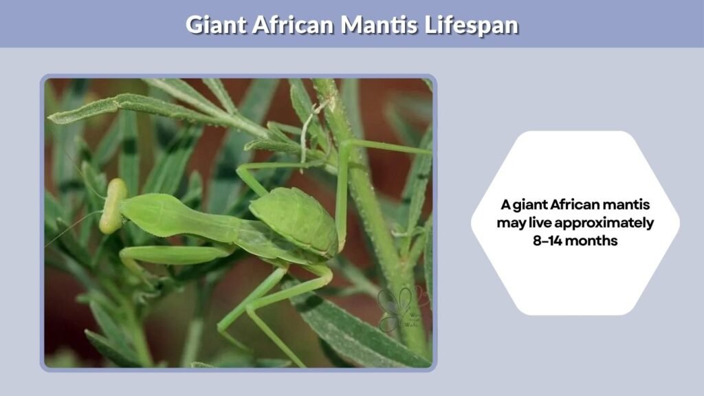 Giant African Mantis Lifespan