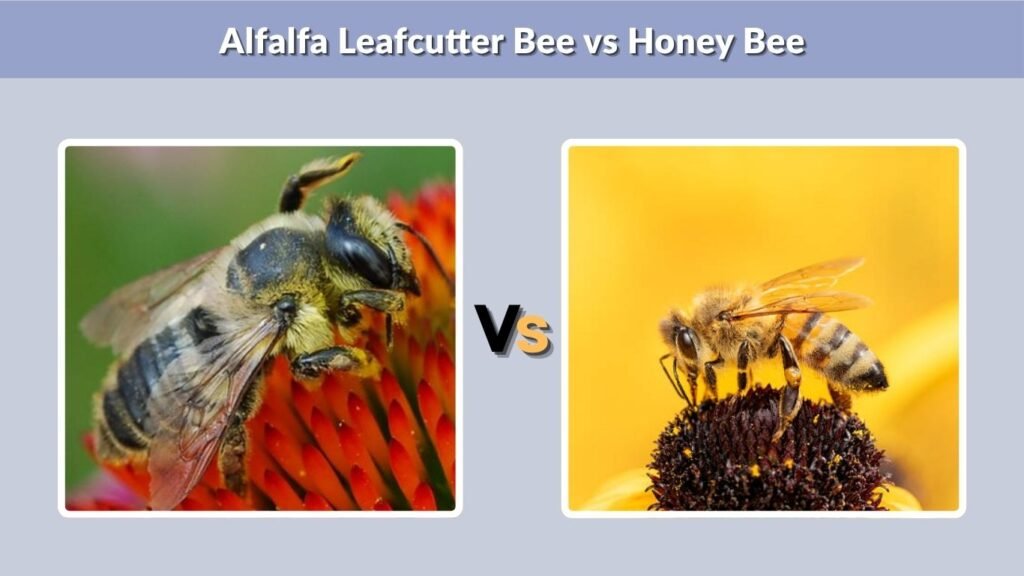 Alfalfa Leafcutter Bee vs Honey Bee
