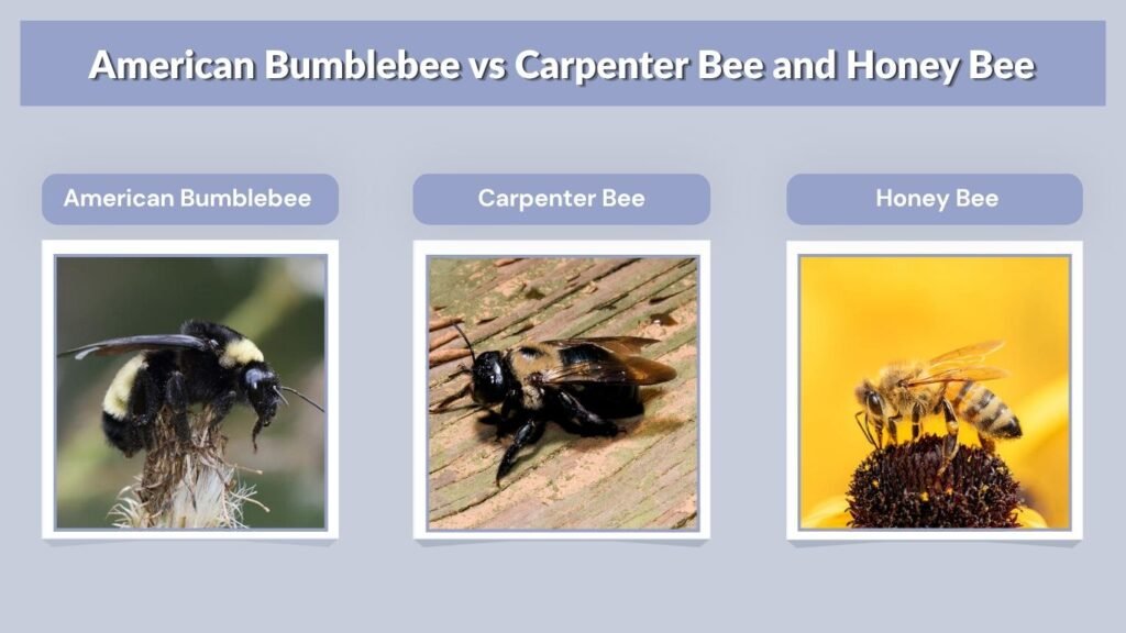 American Bumblebee vs Carpenter Bee and Honey Bee