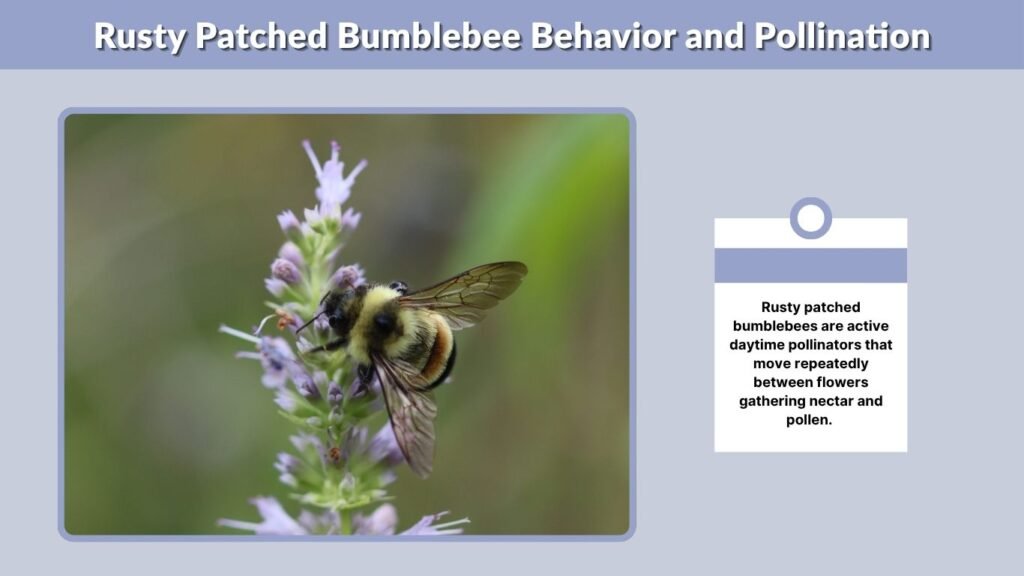 Rusty Patched Bumblebee Behavior and Pollination