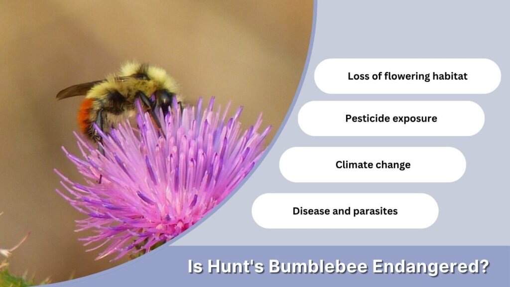 Is Hunt's Bumblebee Endangered?