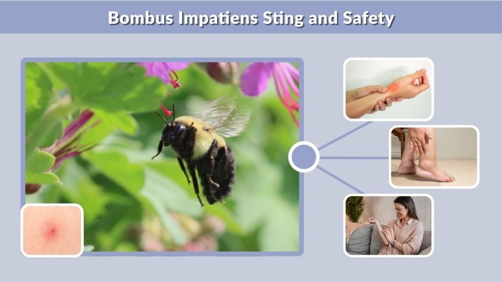 Bombus Impatiens Sting and Safety