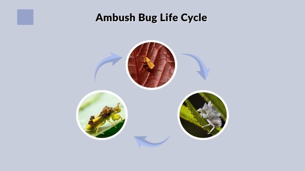 Ambush Bug Life Cycle
