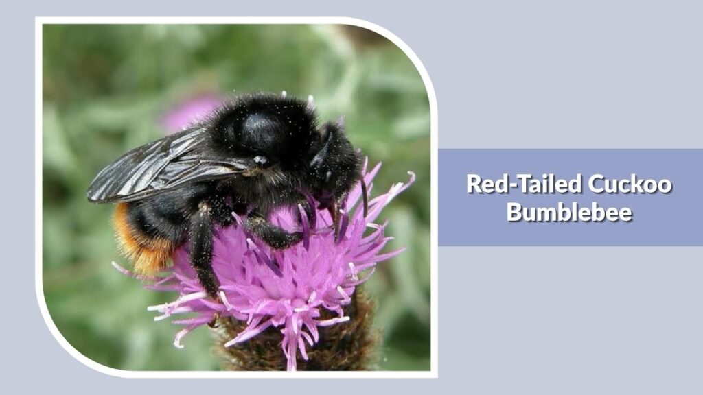 Red-Tailed Cuckoo Bumblebee