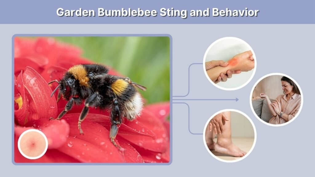 Garden Bumblebee Sting and Behavior