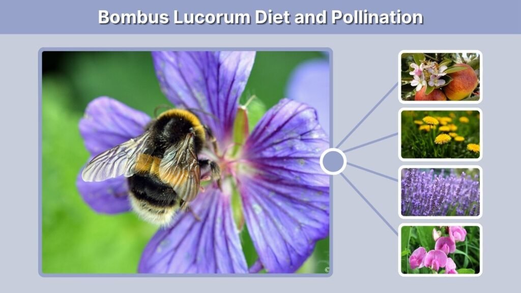 Bombus Lucorum Diet and Pollination