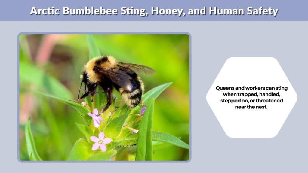 Arctic Bumblebee Sting, Honey, and Human Safety