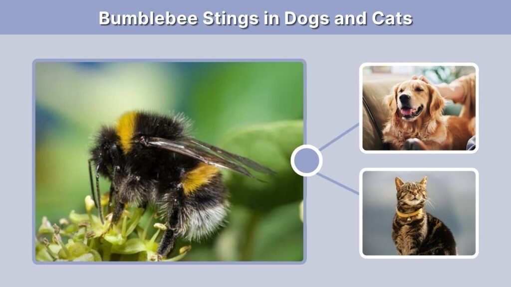 Bumblebee Stings in Dogs and Cats