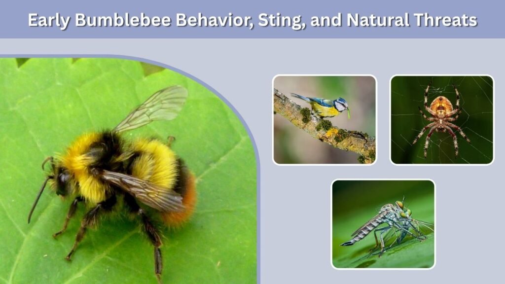 Early Bumblebee Behavior, Sting, and Natural Threats